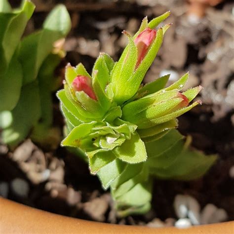 Crassula Coccinea Crassula Red Crassula Uploaded By Lisacollection