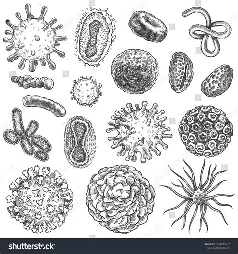 29,658 Bacteria Drawing Images, Stock Photos & Vectors | Shutterstock