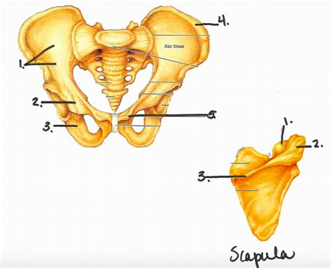 Appendicular Skeleton Labeling Quiz Pelvis And Scapula Diagram Quizlet