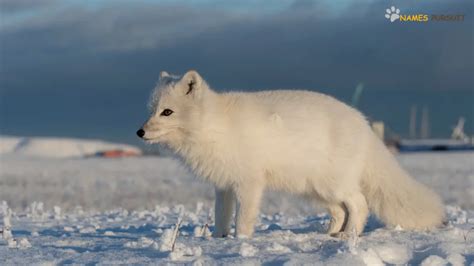 Arctic Fox Names [370+ Ideas for the Beautiful White Foxes]