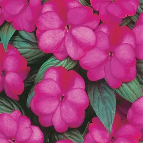 How To Grow And Care For New Guinea Impatiens Gardeners Path