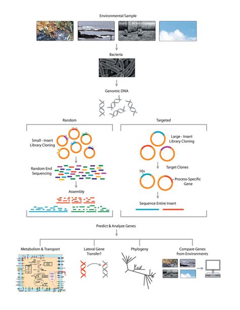 Steps Involved In A Metagenomics Download Scientific Diagram