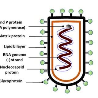 Structure of rabies virus. | Download Scientific Diagram