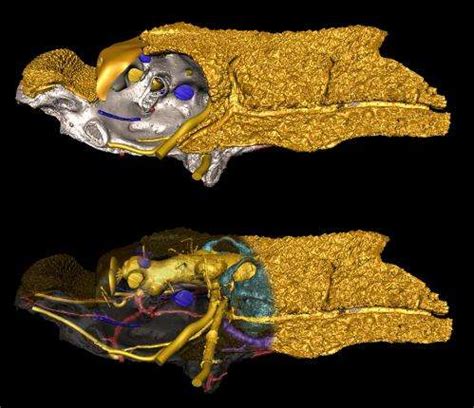 Fossil fish offers clues to jawed vertebrates origins