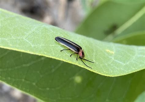 Fireflies of Summer - Dyck Arboretum