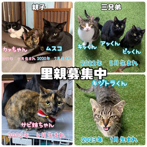 猫 保護猫 里親募集中 白茶 子猫 黒猫