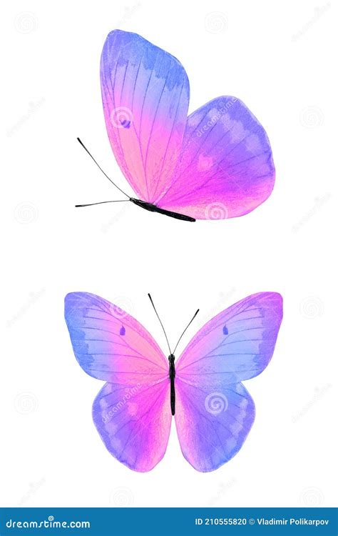 Butterfly Isolated on White. Wings with Purple and Pink Color Stock Illustration - Illustration ...