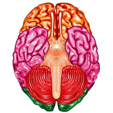 Human Brain Glowing Lateral View Stock Illustration