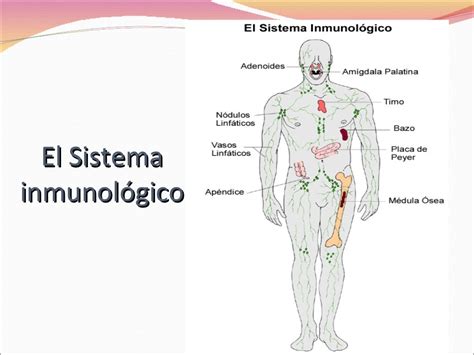 Celulas Sistema Inmunologico