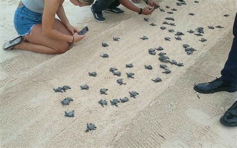 Boracay Hatched Olive Ridley Marine Turtles Crawl Back To Sea