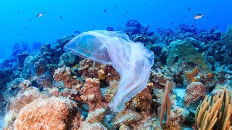 Plastic Pollution Is Killing The Oceans Coral Reefs Debating Science