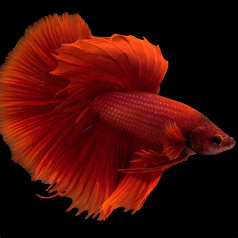 Betta Splendens Atelier Yuwa Ciao Jp