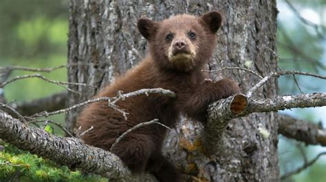 Télécharger le fond d écran Petit ours brun dans un arbre