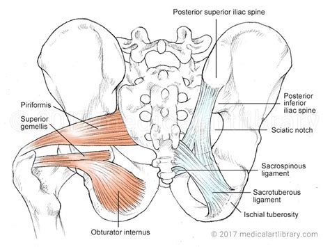 Piriformis - Medical Art Library