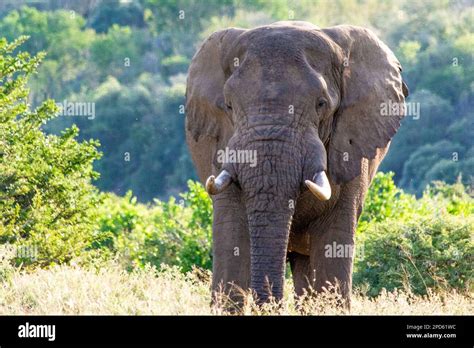 An Elephant In The Hluhluwe Umfolozi Game Reserve In South Africa Stock