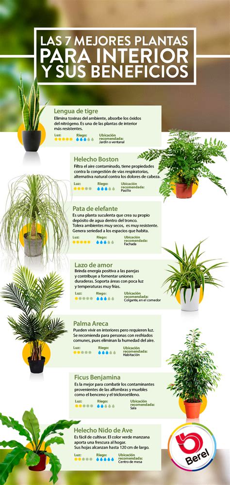 Conoce las 7 plantas que le brindarán vida a tu hogar Plant care