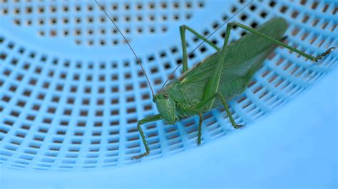 Big green locust female close up. 26966743 Stock Video at Vecteezy