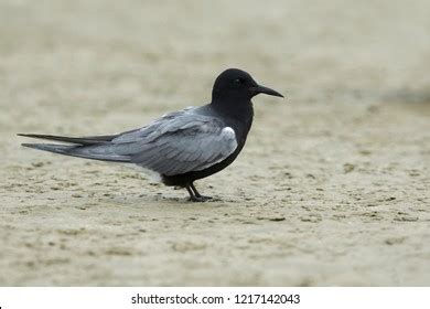 163 American Black Tern Images, Stock Photos & Vectors | Shutterstock