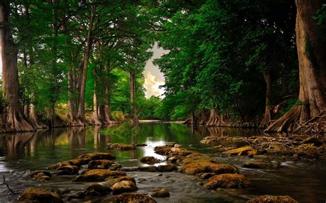 Fondos de pantalla naturaleza paisaje Árboles río Rocas musgo