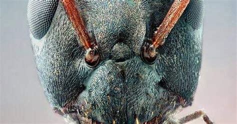 Ants Head Under Microscope Album On Imgur