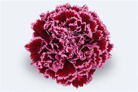 Colombia Direct Nobbio Burgundy Carnations