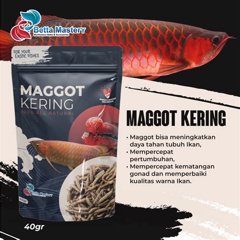 Jual MAGGOT KERING BSF GRADE A FISH FOOD MAKANAN IKAN LOUHAN ARWANA