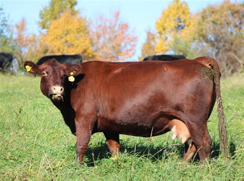 Beef Cattle - JENNINGS FARM