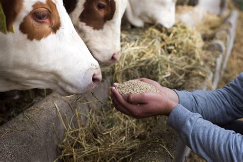 Nutrição Animal No Brasil Blog Da Vaccinar Nutrição E Saúde Anima