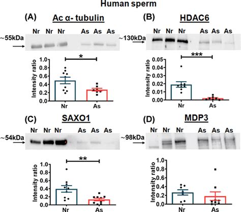 Expression Of Acetyl α Tubulin Hdac6 And Microtubule Stabilizing