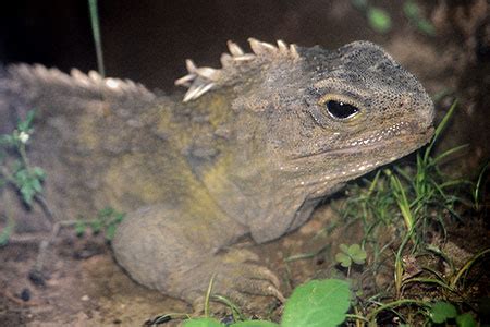 The New Zealand Tuatara New Zealand photo