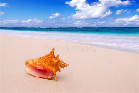 Conch Shell On The Beach Stock Image Image Of Island 30354279