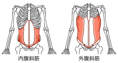 脇腹を激絞り。腹斜筋に効く3分トレーニング。くびれが欲しい人におすすめ トレーニング ×スポーツ『melos』