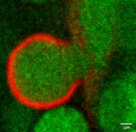 Membrane Trafficking Vesicle Formation Cargo Sorting And Fusion