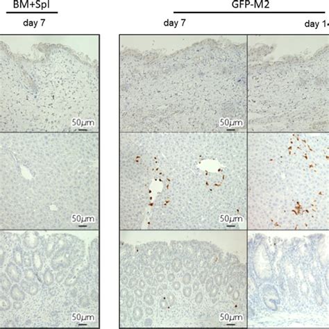 Donor Bm‐derived M2 Macrophages Migrate To The Site Of Gvhd B6 Bm‐mncs