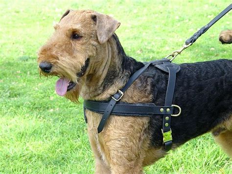 Buy Leather Dog Pulling Harnesstracking Dog Harness