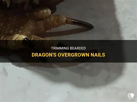 Trimming Bearded Dragon's Overgrown Nails | PetShun