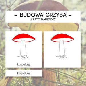 Budowa grzyba z rurkami karty naukowe 6 szt Materiały Montessori