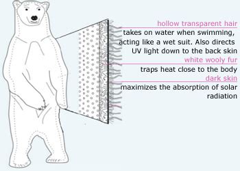 Polar Bears - Mountain Island Lake Academy 3rd Grade