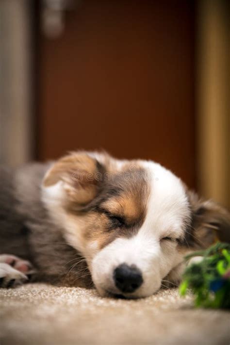 Australian Shepherd Puppy Sleeping Stock Image - Image of horizontal ...