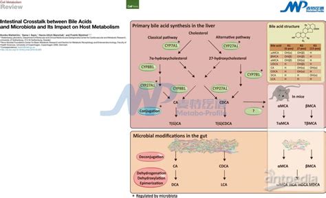 公开课回顾 胆汁酸代谢机制及分子调控作用 国内聚焦 资讯 生物在线