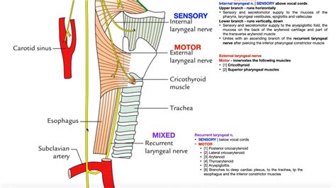 Cranial Nerve X Vagus Nerve [part 2a] Structure And Functions Of Uq