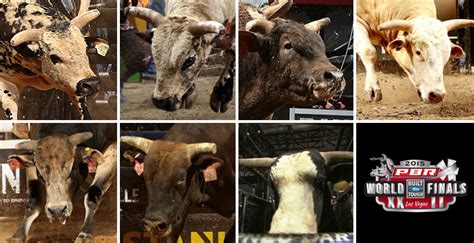 Concorrentes a touro do ano 2015 da PBR são anunciados