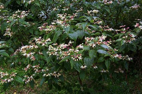 Clerodendrum trichotomum (Harlequin Glorybower, Peanut Butter Tree ...