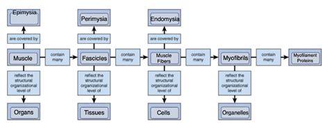 [solved] Complete The Concept Map To Describe The Organization Of The Course Hero