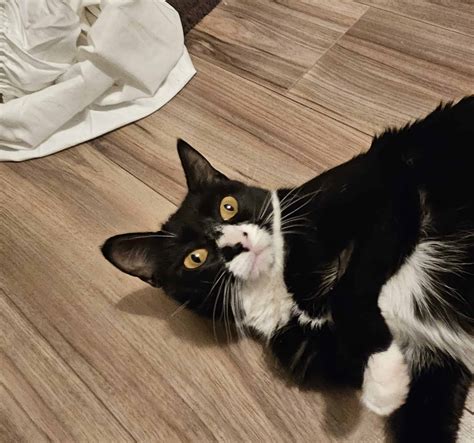 all about cats rescue 10