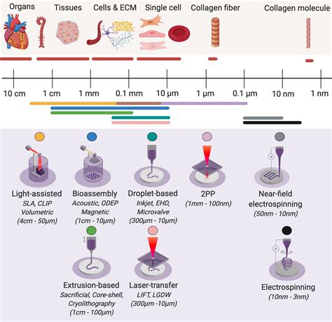 Three Dimensional Bioprinting For Tissue Engineering And Reg Asaio