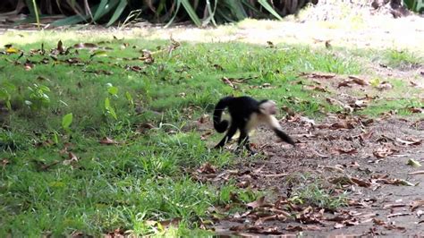 White Faced Capuchin Monkeys In My Front Yard Youtube