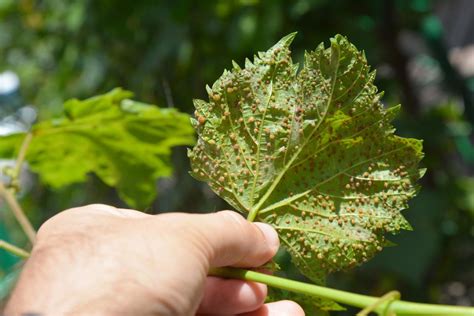 A History Of Phylloxera In Willamette Valley Wine History Tours