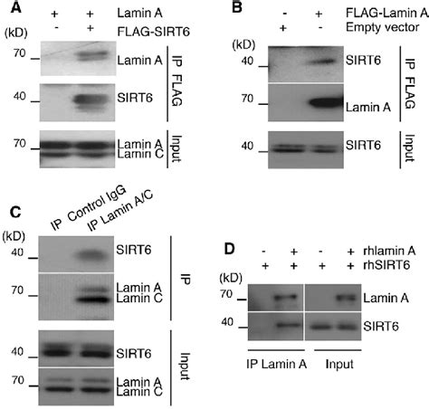 Lamin A Directly Interacts With Sirt6 A Lamin A And Flag Sirt6 Were