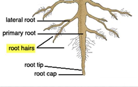 Root Hair Cell Labelled Diagram